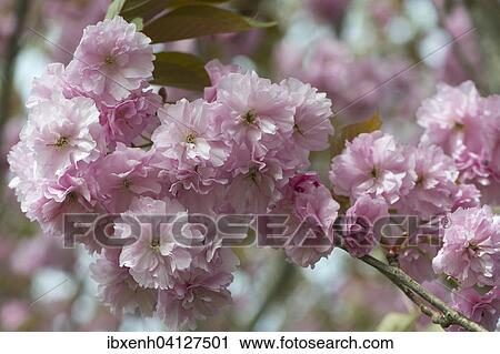 Japanese Cherry (Prunus serrulata), flowers, Emsland, Lower Saxony, Germany, Europe View Large Photo Image Stock Image - Japanese Cherry (Prunus serrulata), flowers, Emsland, Lower Saxony, Germany, Europe. Fotosearch