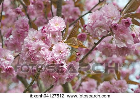 Japanese Cherry (Prunus serrulata), flowers, Emsland, Lower Saxony, Germany, Europe View Large Photo Image Stock Image - Japanese Cherry (Prunus serrulata), flowers, Emsland, Lower Saxony, Germany, Europe. Fotosearch