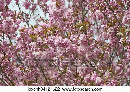 Japanese Cherry (Prunus serrulata), flowers, Emsland, Lower Saxony, Germany, Europe View Large Photo Image Stock Image - Japanese Cherry (Prunus serrulata), flowers, Emsland, Lower Saxony, Germany, Europe. Fotosearch