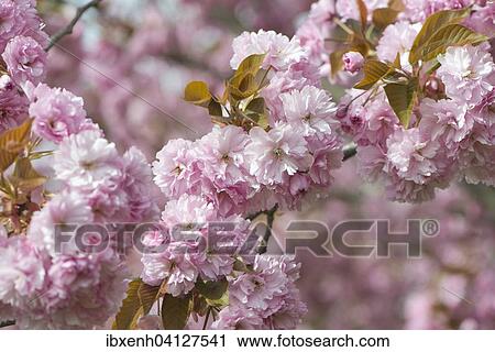 Stock Image - Japanese Cherry (Prunus serrulata), flowers, Emsland, Lower Saxony, Germany, Europe. Fotosearch