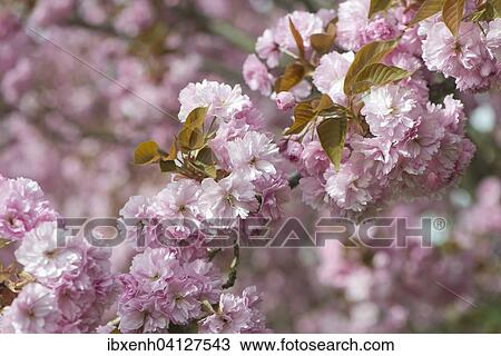 Japanese Cherry (Prunus serrulata), flowers, Emsland, Lower Saxony, Germany, Europe View Large Photo Image Stock Image - Japanese Cherry (Prunus serrulata), flowers, Emsland, Lower Saxony, Germany, Europe. Fotosearch