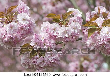 Japanese Cherry (Prunus serrulata), flowers, Emsland, Lower Saxony, Germany, Europe View Large Photo Image Stock Image - Japanese Cherry (Prunus serrulata), flowers, Emsland, Lower Saxony, Germany, Europe. Fotosearch