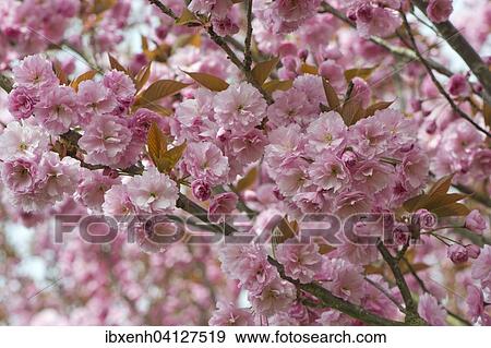 Japanese Cherry (Prunus serrulata), flowers, Emsland, Lower Saxony, Germany, Europe View Large Photo Image Stock Photo - Japanese Cherry (Prunus serrulata), flowers, Emsland, Lower Saxony, Germany, Europe. Fotosearch