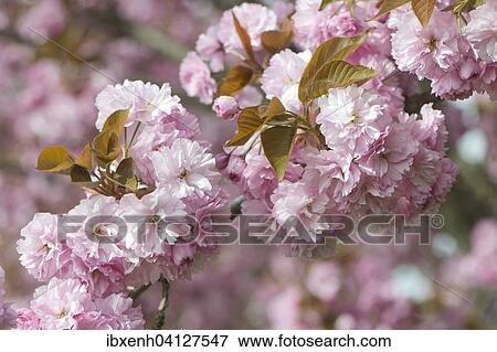 Stock Photo - Japanese Cherry (Prunus serrulata), flowers, Emsland, Lower Saxony, Germany, Europe. Fotosearch