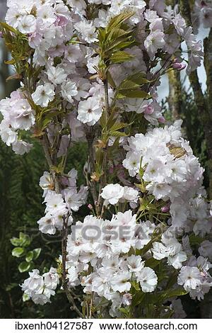 Stock Photo - Japanese Cherry (Prunus serrulata), flowers, Emsland, Lower Saxony, Germany, Europe. Fotosearch