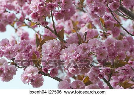 Japanese Cherry (Prunus serrulata), flowers, Emsland, Lower Saxony, Germany, Europe View Large Photo Image Stock Photograph - Japanese Cherry (Prunus serrulata), flowers, Emsland, Lower Saxony, Germany, Europe. Fotosearch