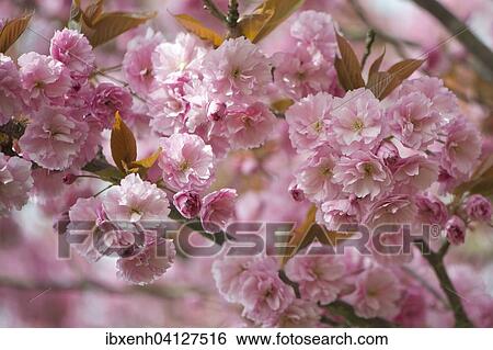 Japanese Cherry (Prunus serrulata), flowers, Emsland, Lower Saxony, Germany, Europe View Large Photo Image Stock Photograph - Japanese Cherry (Prunus serrulata), flowers, Emsland, Lower Saxony, Germany, Europe. Fotosearch