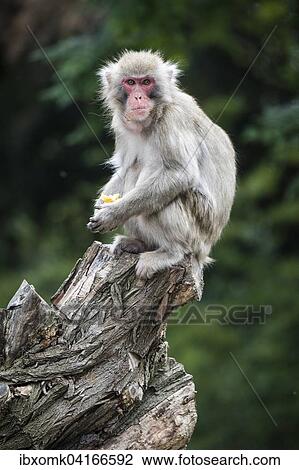 Japanese macaque (Macaca fuscata) sitting on old tree stump, portrait, captive View Large Photo Image Stock Image - Japanese macaque (Macaca fuscata) sitting on old tree stump, portrait, captive. Fotosearch