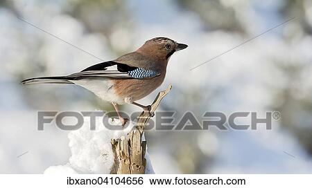 Jay (Garrulus glandarius), Tyrol, Austria, Europe View Large Photo Image Stock Photograph - Jay (Garrulus glandarius), Tyrol, Austria, Europe. Fotosearch