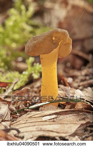 Stock Image - Jellybaby or Jelly Baby fungus (Leotia lubrica), Baden-Wurttemberg, Germany, Europe. Fotosearch