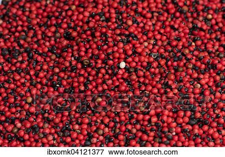 Stock Photo - Jequirity peas (Abrus precatorius), highly toxic, Kochi, Cochin, Kerala, India, Asia. Fotosearch