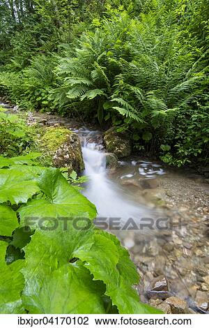 Joserbach stream, Josertal, Hochschwab, Sankt Ilgen, Styria, Austria, Europe View Large Photo Image Stock Image - Joserbach stream, Josertal, Hochschwab, Sankt Ilgen, Styria, Austria, Europe. Fotosearch