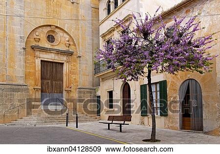 Stock Photo - Judas tree (Cercis siliquastrum) at the church in Santanyi, Majorca, Balearic Islands, Spain, Europe. Fotosearch