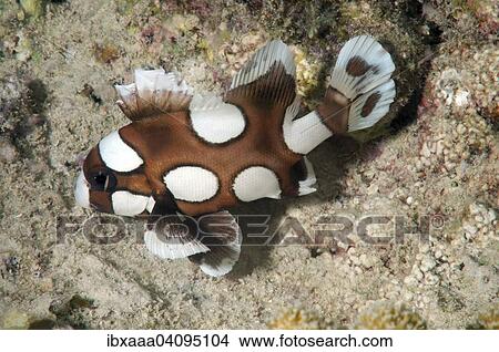 Juvenile Harlequin Sweetlips (Plectorhinchus chaetodonoides), Bohol Sea, Oslob, Cebu, Philippines, Asia View Large Photo Image Picture - Juvenile Harlequin Sweetlips (Plectorhinchus chaetodonoides), Bohol Sea, Oslob, Cebu, Philippines, Asia. Fotosearch