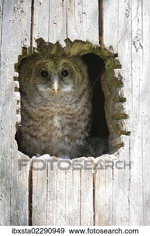 Juvenile Ural Owl (Strix uralensis), Neuschoenau outdoor animal enclosure, Bavarian Forest, Bavaria, Germany, Europe, PublicGround, Europe View Large Photo Image Stock Photo - Juvenile Ural Owl (Strix uralensis), Neuschoenau outdoor animal enclosure, Bavarian Forest, Bavaria, Germany, Europe, PublicGround, Europe. Fotosearch