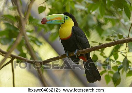 Keel-billed Toucan (Ramphastos sulfuratus) perched on a tree branch, captive, Alajuela Province, Costa Rica, North America View Large Photo Image Stock Photography - Keel-billed Toucan (Ramphastos sulfuratus) perched on a tree branch, captive, Alajuela Province, Costa Rica, North America. Fotosearch