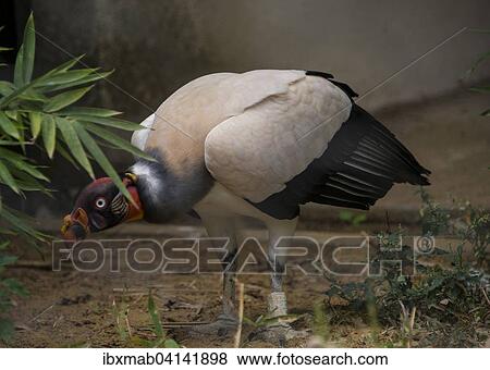 King vulture (Sarcoramphus papa), captive, prevalent in South America View Large Photo Image Stock Photo - King vulture (Sarcoramphus papa), captive, prevalent in South America. Fotosearch