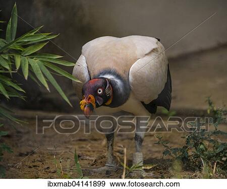 King vulture (Sarcoramphus papa), captive, prevalent in South America View Large Photo Image Stock Photo - King vulture (Sarcoramphus papa), captive, prevalent in South America. Fotosearch