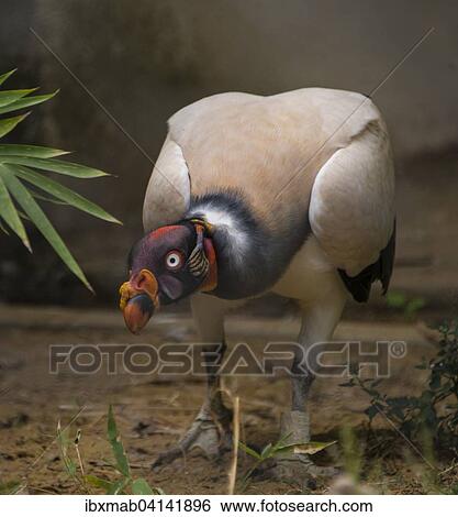 Stock Photograph - King vulture (Sarcoramphus papa), prevalent in South America, captive. Fotosearch