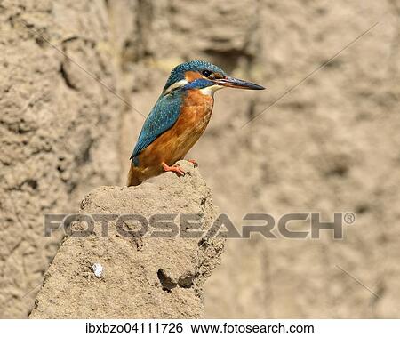 Stock Photograph - Kingfisher (Alcedo atthis), adult, female, perched on a rock on the breeding wall, Neckar, Baden-Wurttemberg, Germany, Europe. Fotosearch