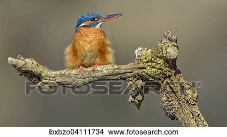 Kingfisher (Alcedo atthis), female, adult, resting on the lookout, Illertal, Upper Swabia, Baden-Wurttemberg, Germany, Europe View Large Photo Image Picture - Kingfisher (Alcedo atthis), female, adult, resting on the lookout, Illertal, Upper Swabia, Baden-Wurttemberg, Germany, Europe. Fotosearch