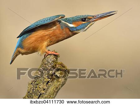Kingfisher (Alcedo atthis), female, adult, in a defensive position, Illertal, Upper Swabia, Baden-Wurttemberg, Germany, Europe View Large Photo Image Stock Image - Kingfisher (Alcedo atthis), female, adult, in a defensive position, Illertal, Upper Swabia, Baden-Wurttemberg, Germany, Europe. Fotosearch