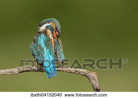 Kingfisher (Alcedo atthis), female, preening, Middle Elbe Biosphere Reserve, Saxony-Anhalt, Germany, Europe View Large Photo Image Stock Image - Kingfisher (Alcedo atthis), female, preening, Middle Elbe Biosphere Reserve, Saxony-Anhalt, Germany, Europe. Fotosearch