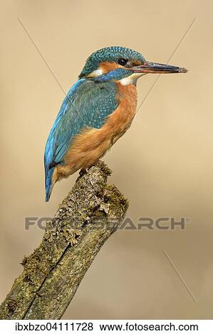 Kingfisher (Alcedo atthis), female, adult, on the lookout, Illertal, Upper Swabia, Baden-Wurttemberg, Germany, Europe View Large Photo Image Stock Photo - Kingfisher (Alcedo atthis), female, adult, on the lookout, Illertal, Upper Swabia, Baden-Wurttemberg, Germany, Europe. Fotosearch
