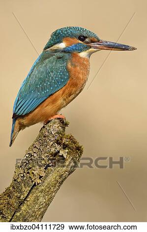 Stock Photo - Kingfisher (Alcedo atthis), female, adult, on the lookout, Illertal, Upper Swabia, Baden-Wurttemberg, Germany, Europe. Fotosearch