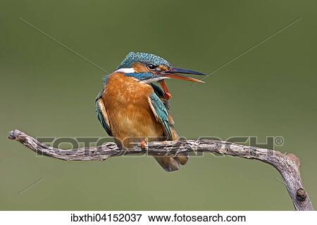 Kingfisher (Alcedo atthis), female, preening, Middle Elbe Biosphere Reserve, Saxony-Anhalt, Germany, Europe View Large Photo Image Stock Photo - Kingfisher (Alcedo atthis), female, preening, Middle Elbe Biosphere Reserve, Saxony-Anhalt, Germany, Europe. Fotosearch