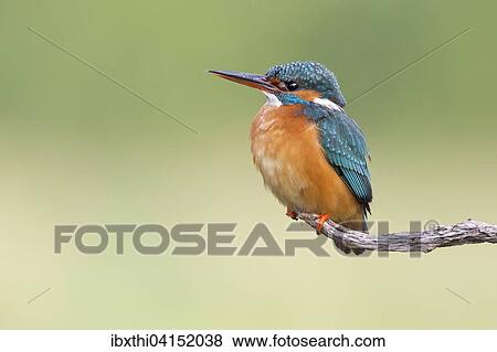 Kingfisher (Alcedo atthis), female, perched in the territory, Middle Elbe Biosphere Reserve, Saxony-Anhalt, Germany, Europe View Large Photo Image Stock Photo - Kingfisher (Alcedo atthis), female, perched in the territory, Middle Elbe Biosphere Reserve, Saxony-Anhalt, Germany, Europe. Fotosearch