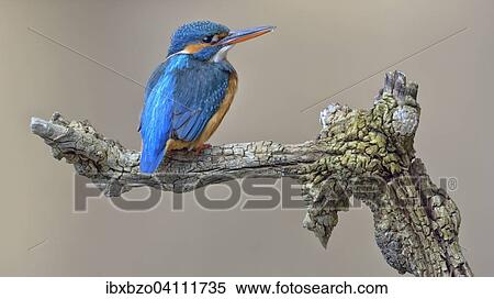 Kingfisher (Alcedo atthis), female, adult, resting on the lookout, Illertal, Upper Swabia, Baden-Wurttemberg, Germany, Europe View Large Photo Image Stock Photography - Kingfisher (Alcedo atthis), female, adult, resting on the lookout, Illertal, Upper Swabia, Baden-Wurttemberg, Germany, Europe. Fotosearch