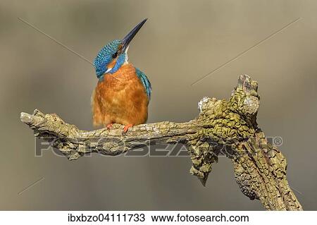 Kingfisher (Alcedo atthis), male, adult, resting on the lookout, Illertal, Upper Swabia, Baden-Wurttemberg, Germany, Europe View Large Photo Image Stock Image - Kingfisher (Alcedo atthis), male, adult, resting on the lookout, Illertal, Upper Swabia, Baden-Wurttemberg, Germany, Europe. Fotosearch
