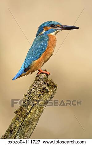 Stock Photo - Kingfisher (Alcedo atthis), male, adult, on the lookout, Illertal, Upper Swabia, Baden-Wurttemberg, Germany, Europe. Fotosearch