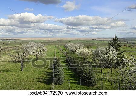 Kirschblutenweg, cherry blossom path in Neusiedl am See, Burgenland, Austria, Europe View Large Photo Image Stock Image - Kirschblutenweg, cherry blossom path in Neusiedl am See, Burgenland, Austria, Europe. Fotosearch