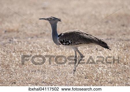 Kori bustard (Ardeotis kori), Etosha National Park, Namibia, Africa View Large Photo Image Stock Image - Kori bustard (Ardeotis kori), Etosha National Park, Namibia, Africa. Fotosearch