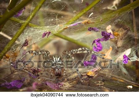 Labyrinth Spider (Agelena labyrinthica), in front of web entrance, Brandenburg, Germany, Europe View Large Photo Image Picture - Labyrinth Spider (Agelena labyrinthica), in front of web entrance, Brandenburg, Germany, Europe. Fotosearch
