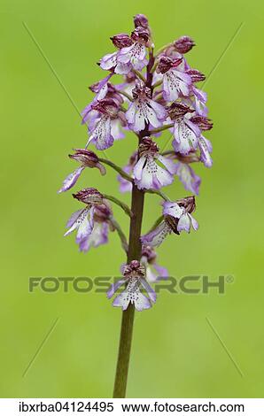Stock Photography - Lady orchid (Orchis purpurea), North Rhine-Westphalia, Germany, Europe. Fotosearch