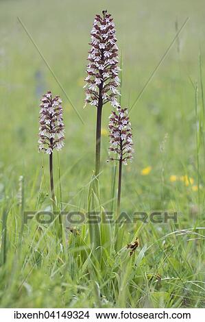 Lady Orchid (Orchis purpurea), Rothenstein nature reserve, Thuringia, Germany, Europe View Large Photo Image Picture - Lady Orchid (Orchis purpurea), Rothenstein nature reserve, Thuringia, Germany, Europe. Fotosearch