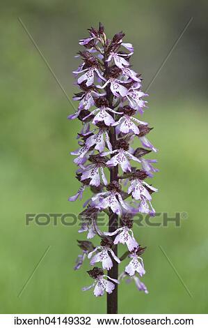 Lady Orchid (Orchis purpurea), Rothenstein nature reserve, Thuringia, Germany, Europe View Large Photo Image Stock Image - Lady Orchid (Orchis purpurea), Rothenstein nature reserve, Thuringia, Germany, Europe. Fotosearch