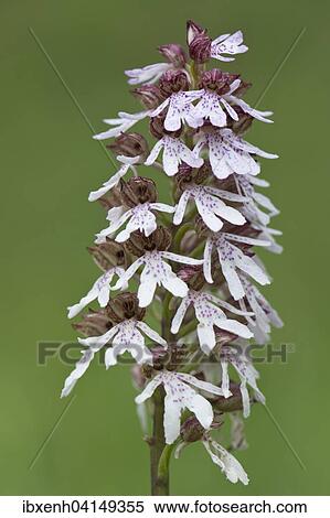 Lady Orchid (Orchis purpurea), Rothenstein nature reserve, Thuringia, Germany, Europe View Large Photo Image Stock Photography - Lady Orchid (Orchis purpurea), Rothenstein nature reserve, Thuringia, Germany, Europe. Fotosearch