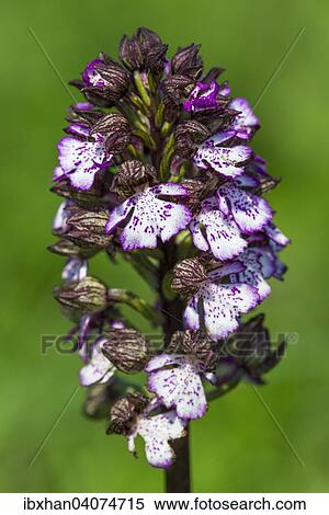 Lady Orchid (Orchis purpurea), Eichkogel Nature Reserve, Lower Austria, Austria, Europe View Large Photo Image Stock Photography - Lady Orchid (Orchis purpurea), Eichkogel Nature Reserve, Lower Austria, Austria, Europe. Fotosearch