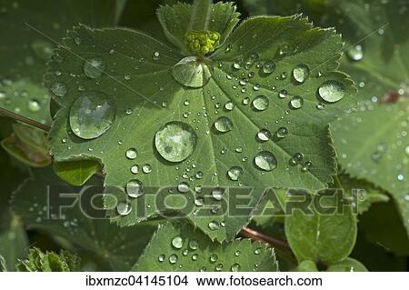 Lady's mantle (Alchemilla), leaf with water droplets, Bavaria, Germany, Europe View Large Photo Image Picture - Lady's mantle (Alchemilla), leaf with water droplets, Bavaria, Germany, Europe. Fotosearch