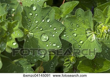 Stock Image - Lady's mantle (Alchemilla), leaf with water droplets, Bavaria, Germany, Europe. Fotosearch