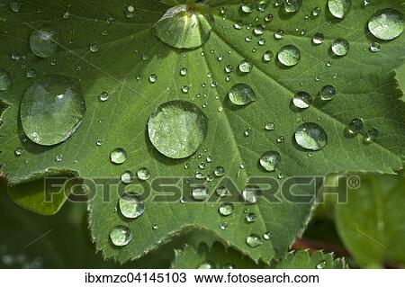 Lady's mantle (Alchemilla), leaf with water droplets, Bavaria, Germany, Europe View Large Photo Image Stock Image - Lady's mantle (Alchemilla), leaf with water droplets, Bavaria, Germany, Europe. Fotosearch