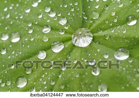 Lady's Mantle (Alchemilla sp) with dew drops, North Rhine-Westphalia, Germany, Europe View Large Photo Image Stock Photo - Lady's Mantle (Alchemilla sp) with dew drops, North Rhine-Westphalia, Germany, Europe. Fotosearch