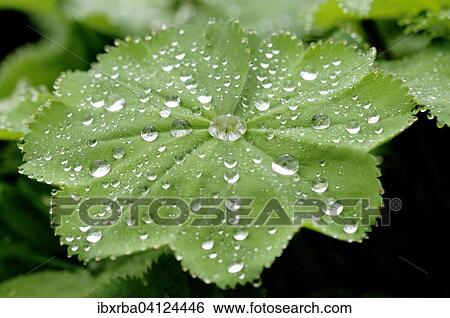 Lady's Mantle (Alchemilla sp) with dew drops, North Rhine-Westphalia, Germany, Europe View Large Photo Image Stock Photograph - Lady's Mantle (Alchemilla sp) with dew drops, North Rhine-Westphalia, Germany, Europe. Fotosearch