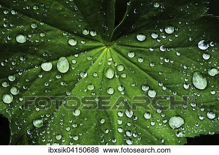Lady's Mantle (Alchemilla) with drops of water, Baden-Wurttemberg, Germany, Europe View Large Photo Image Stock Photo - Lady's Mantle (Alchemilla) with drops of water, Baden-Wurttemberg, Germany, Europe. Fotosearch