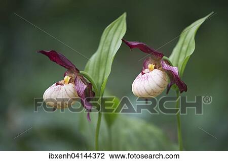 Lady's Slipper (Cypripedium 'Gisela'), Emsland, Lower Saxony, Germany, Europe View Large Photo Image Stock Image - Lady's Slipper (Cypripedium 'Gisela'), Emsland, Lower Saxony, Germany, Europe. Fotosearch