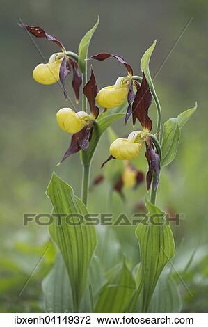 Lady's Slipper Orchid (Cypripedium calceolus), Rothenstein, Thuringia, Germany, Europe View Large Photo Image Stock Image - Lady's Slipper Orchid (Cypripedium calceolus), Rothenstein, Thuringia, Germany, Europe. Fotosearch